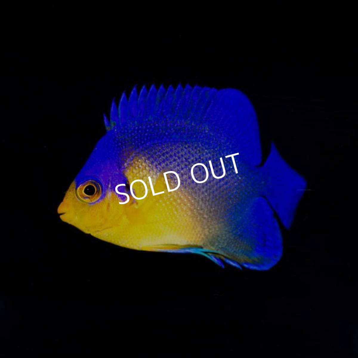 画像2: スミレヤッコ　SM　八重山産　No.1 (2)