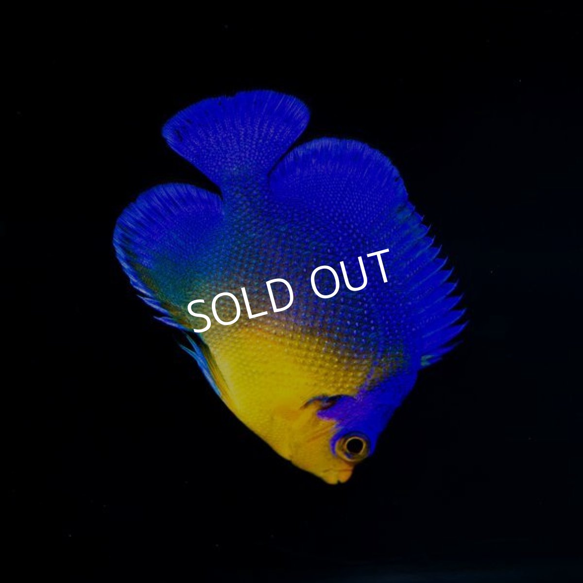 画像3: スミレヤッコ　SM　八重山産　No.2 (3)