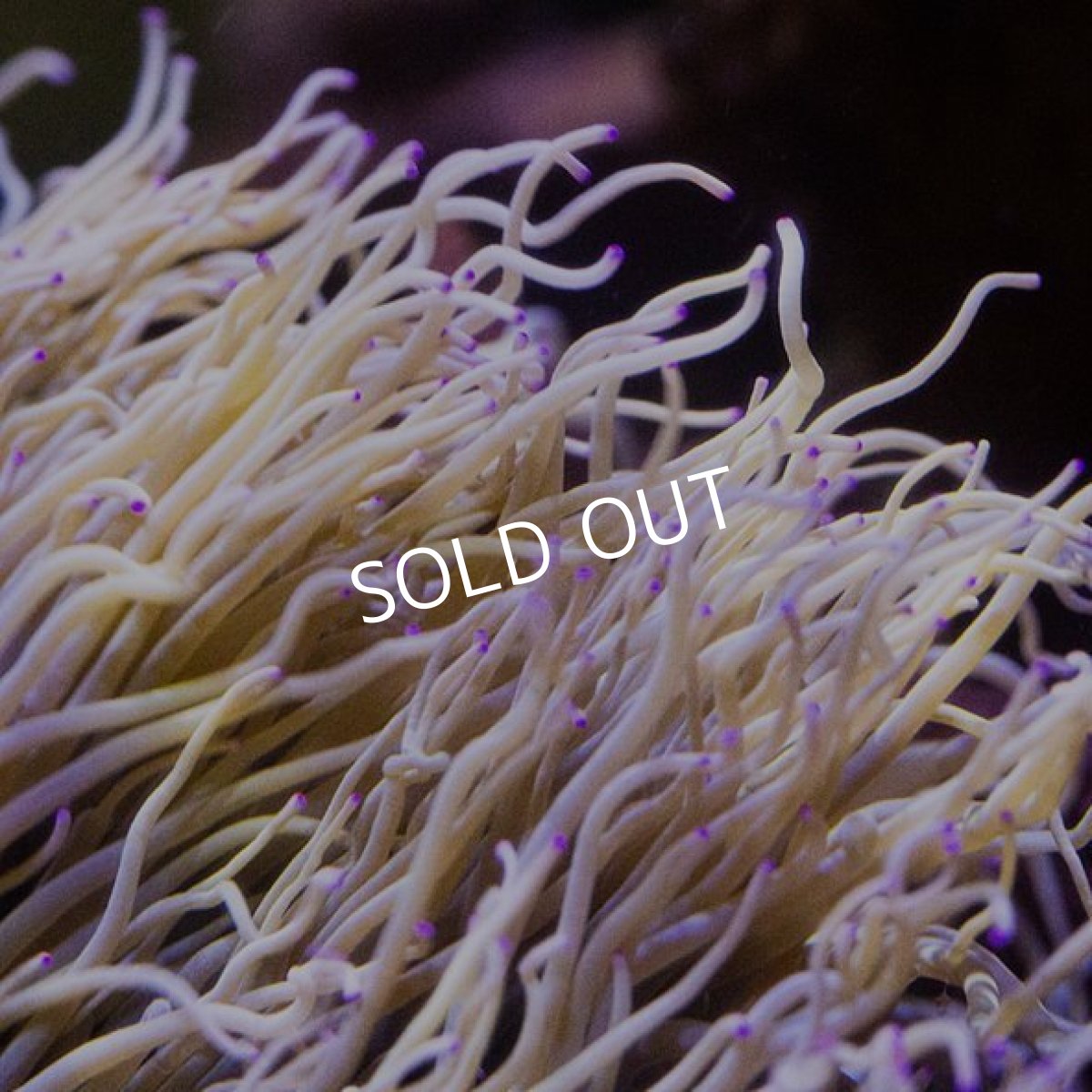 画像2: シライトイソギンチャク　ロング　沖縄 (2)