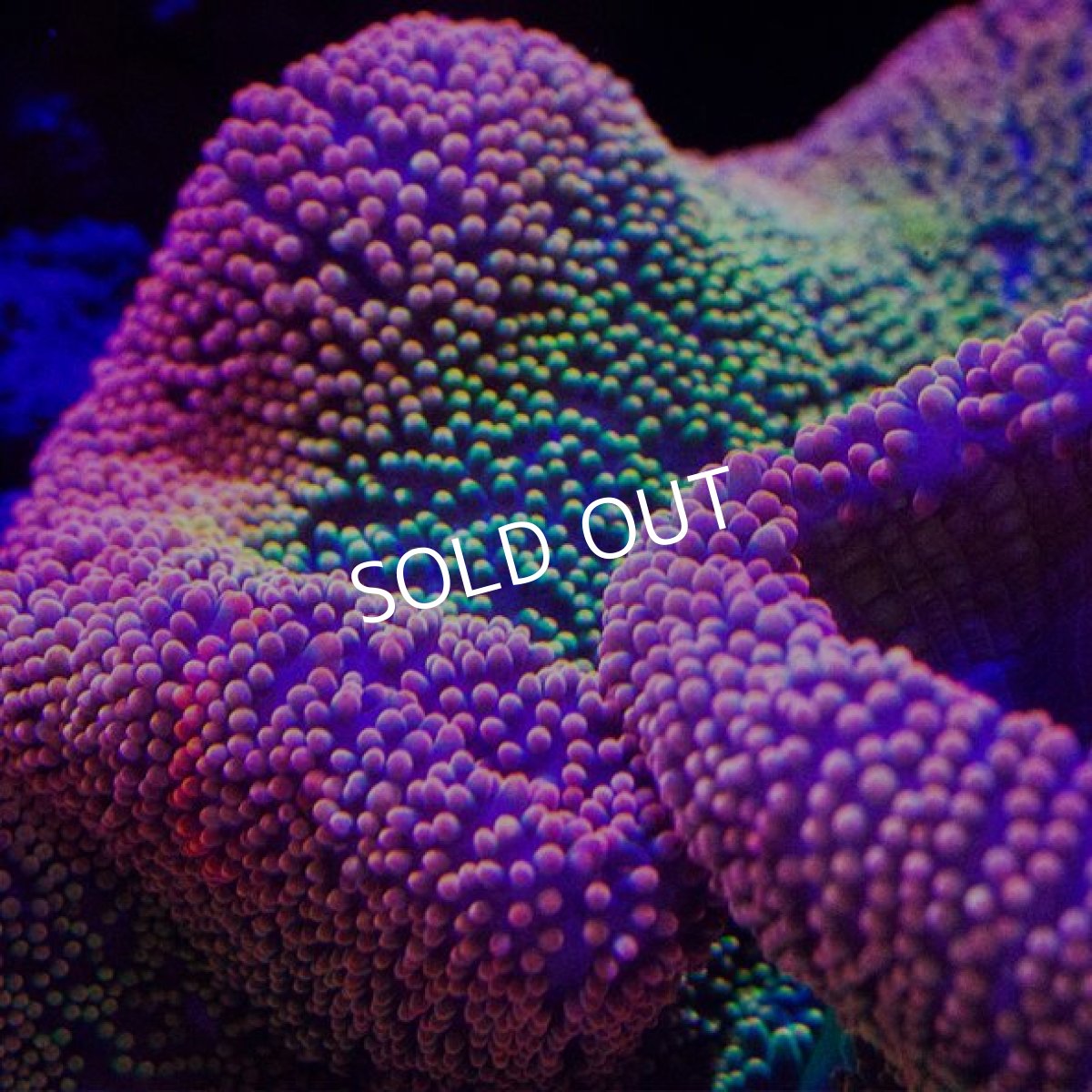 画像3: Rainbow Carpet Anemone (3)