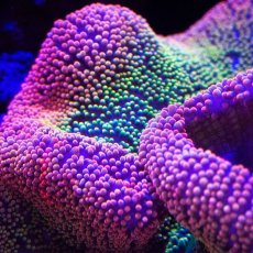 画像3: Rainbow Carpet Anemone (3)