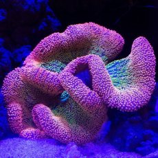 画像1: Rainbow Carpet Anemone (1)