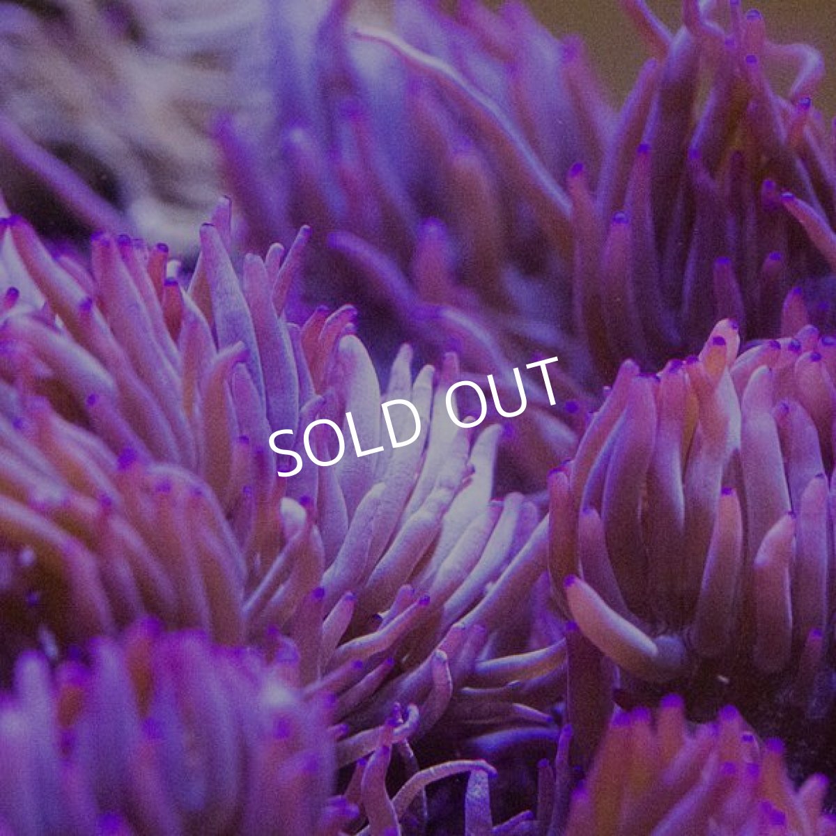 画像2: シライトイソギンチャク　パープル　沖縄 (2)