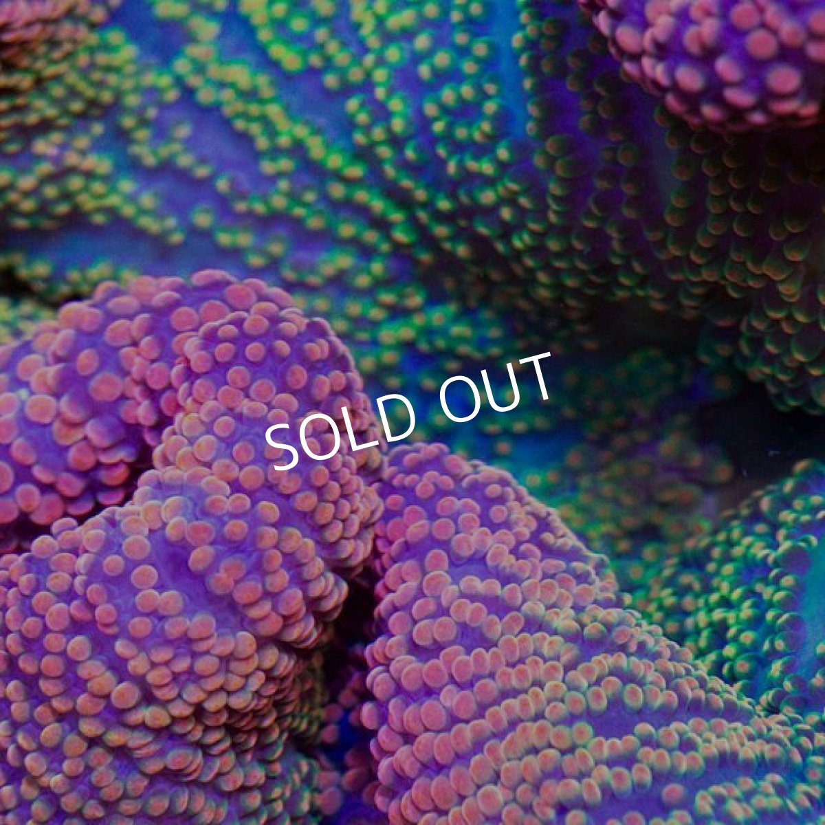 画像2: Rainbow Carpet Anemone (2)