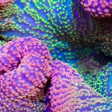 画像2: Rainbow Carpet Anemone (2)