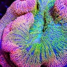 画像5: Rainbow Carpet Anemone (5)