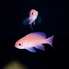 画像4: ▫️SALE▫️アカオビハナダイ　幼魚　伊豆産　 (4)