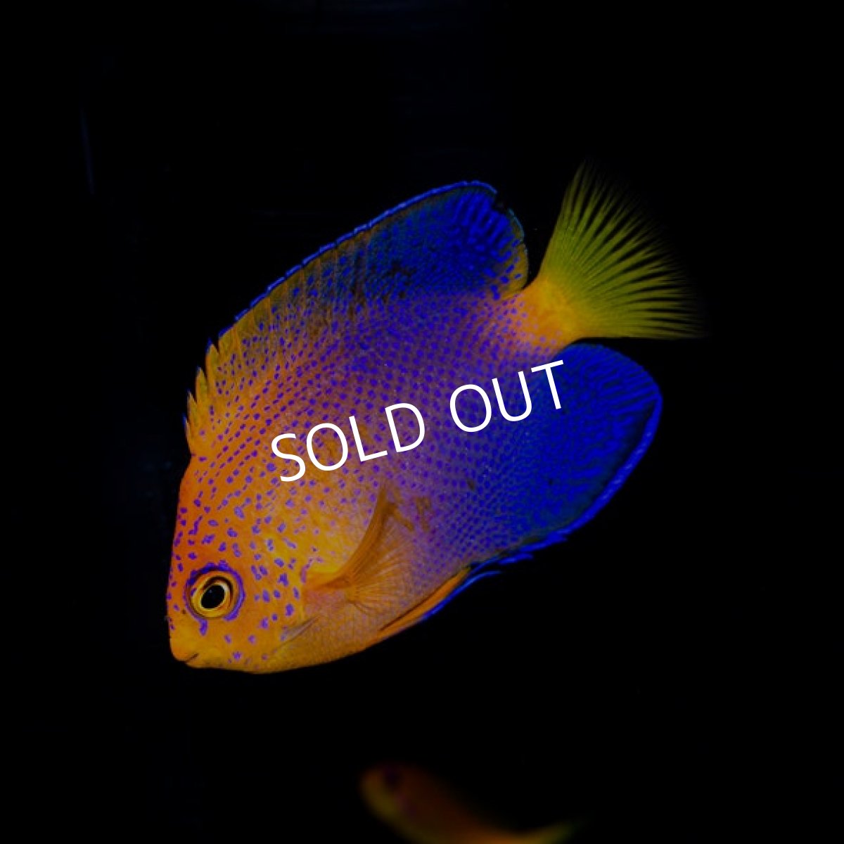 画像2: レンテンヤッコ M (2)