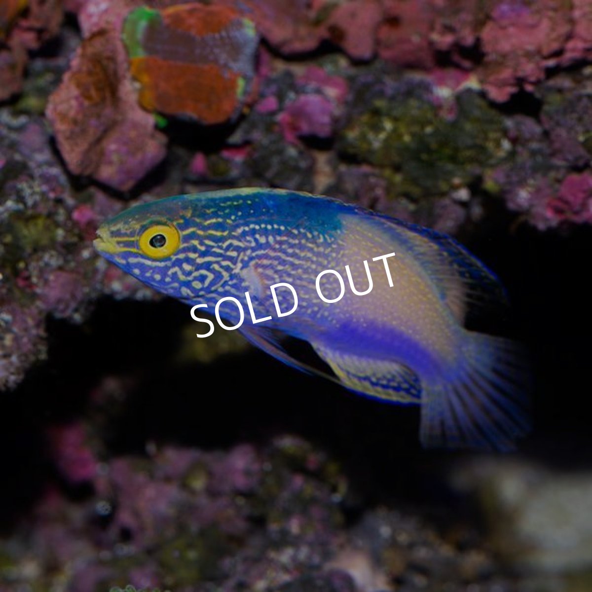 画像3: ローンボイドフェアリーラス　オス (3)