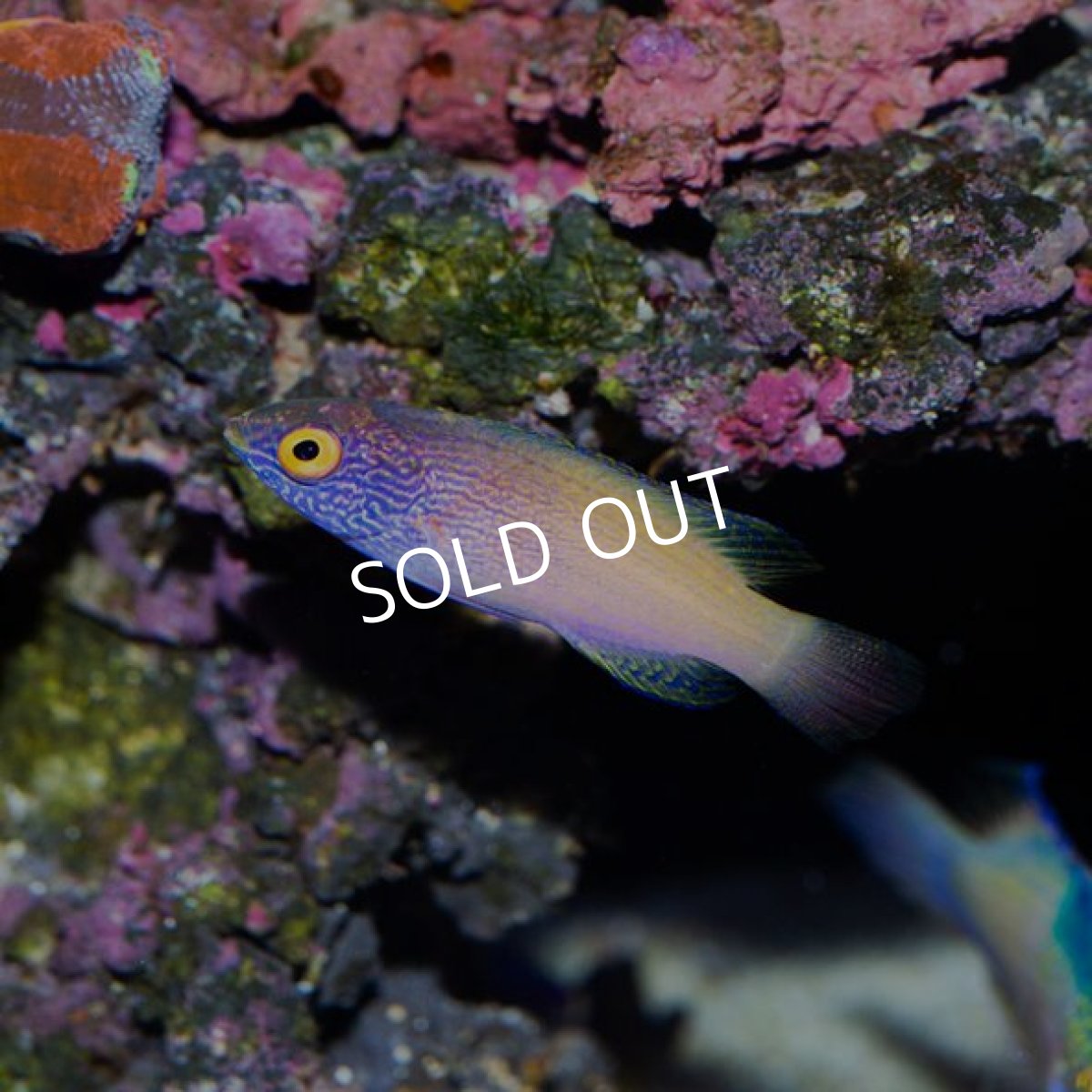 画像2: ローンボイドフェアリーラス　メス (2)