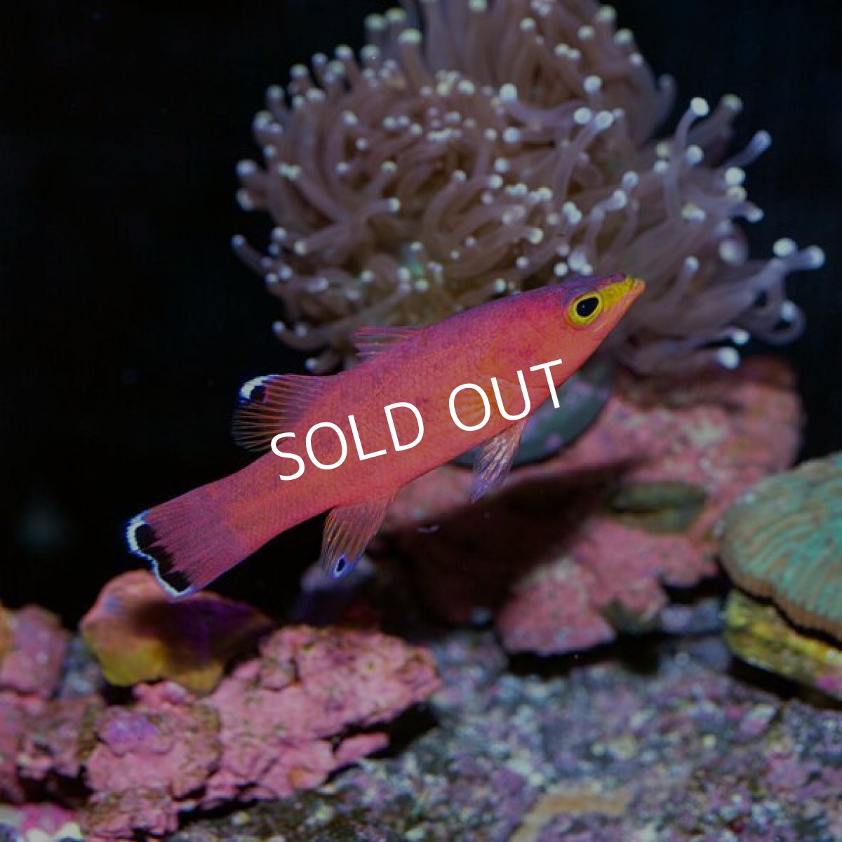 画像2: ケーブバスレット (2)