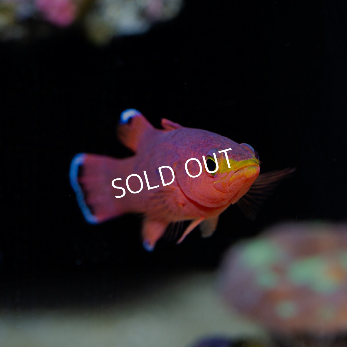 画像4: ケーブバスレット (4)