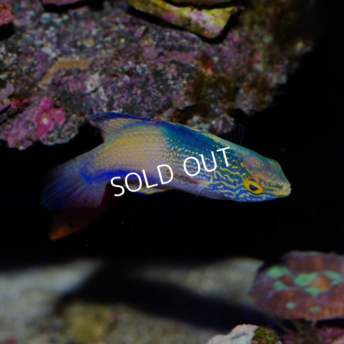 画像4: ローンボイドフェアリーラス　オス (4)