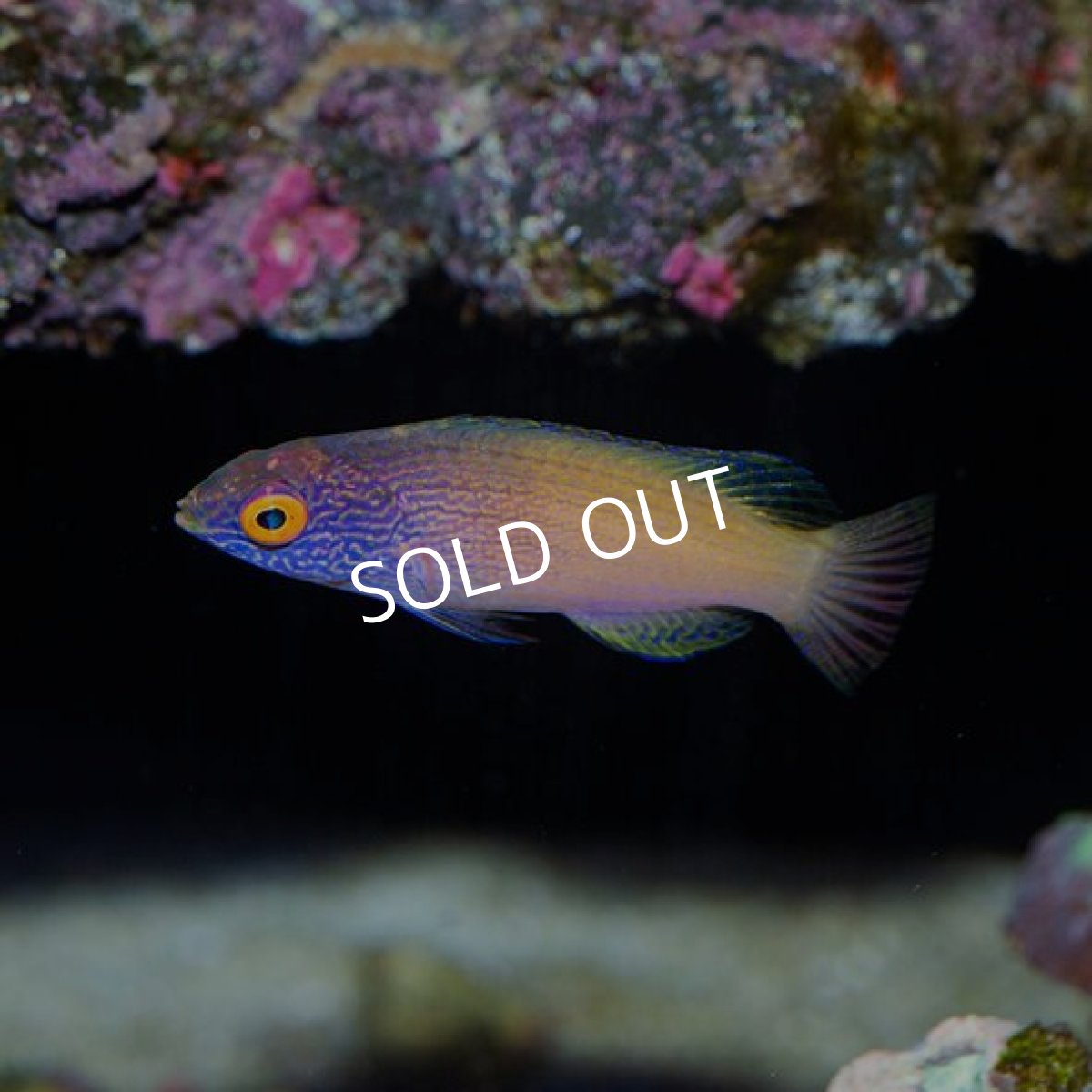 画像3: ローンボイドフェアリーラス　メス (3)