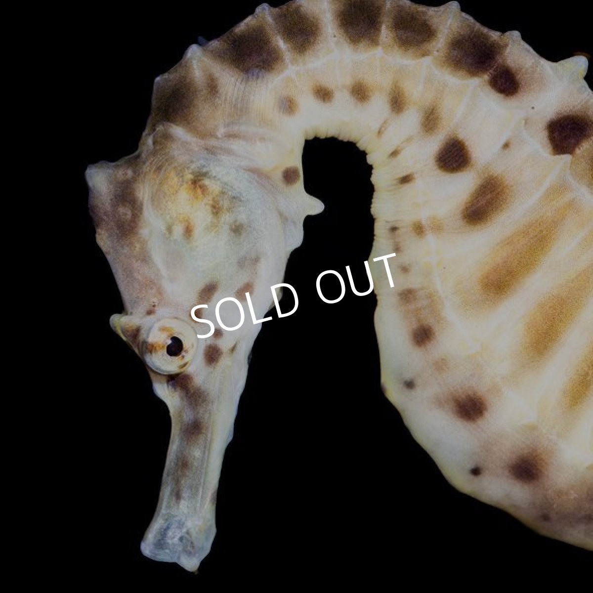 画像3: ポットベリーシーホース 国内ブリード個体 (3)