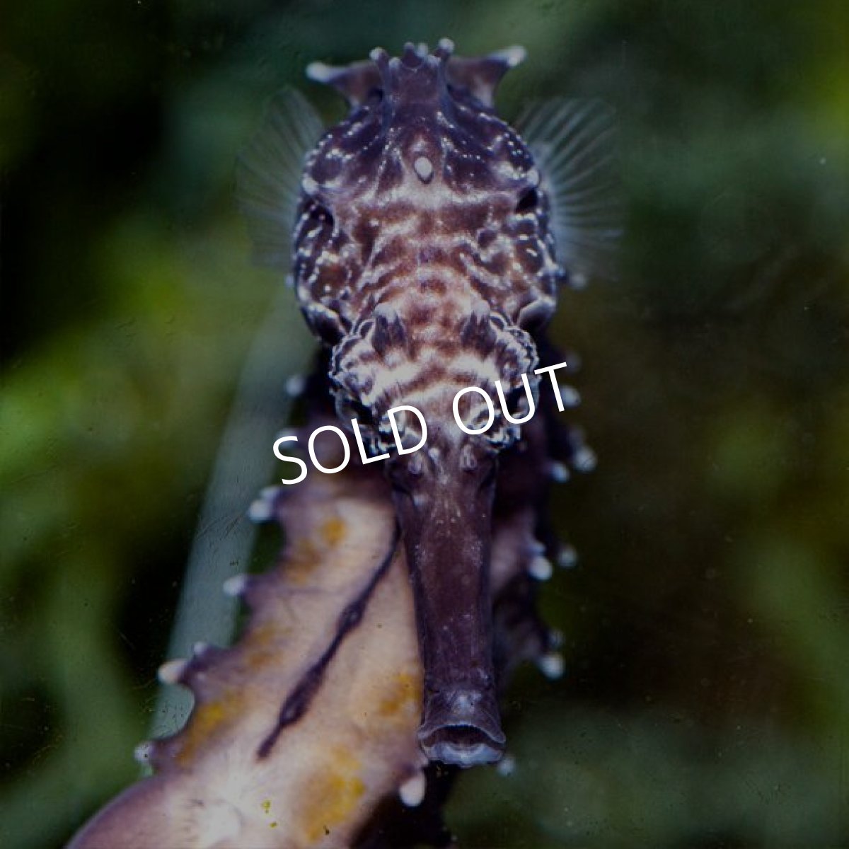 画像2: タイガーテールシーホース 国内ブリード個体 (2)