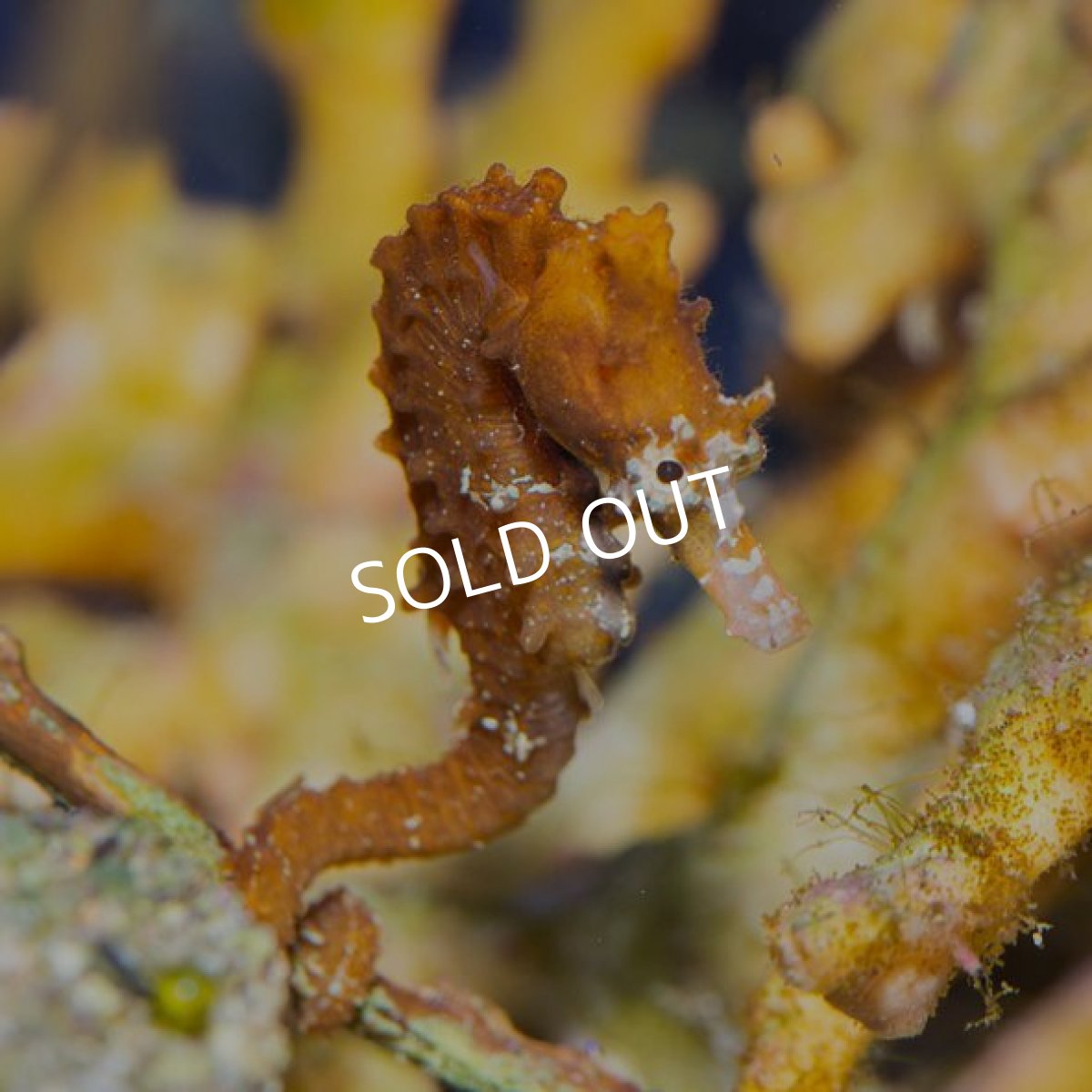 画像2: ハナタツ 国内ファーミング個体 (2)