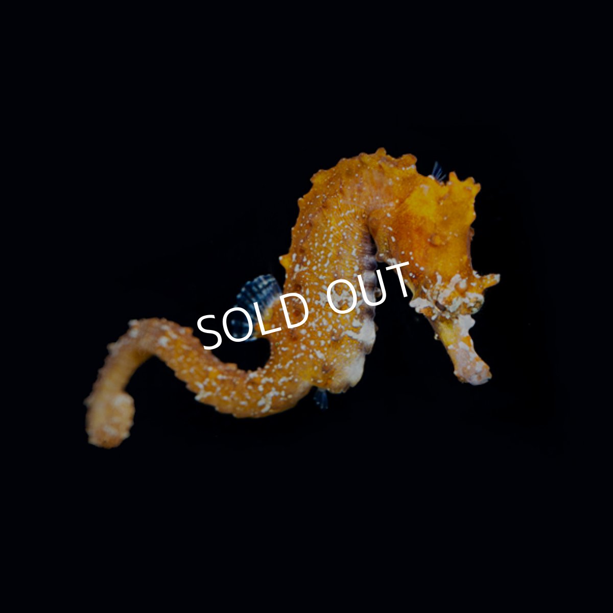 画像4: ハナタツ 国内ファーミング個体 (4)