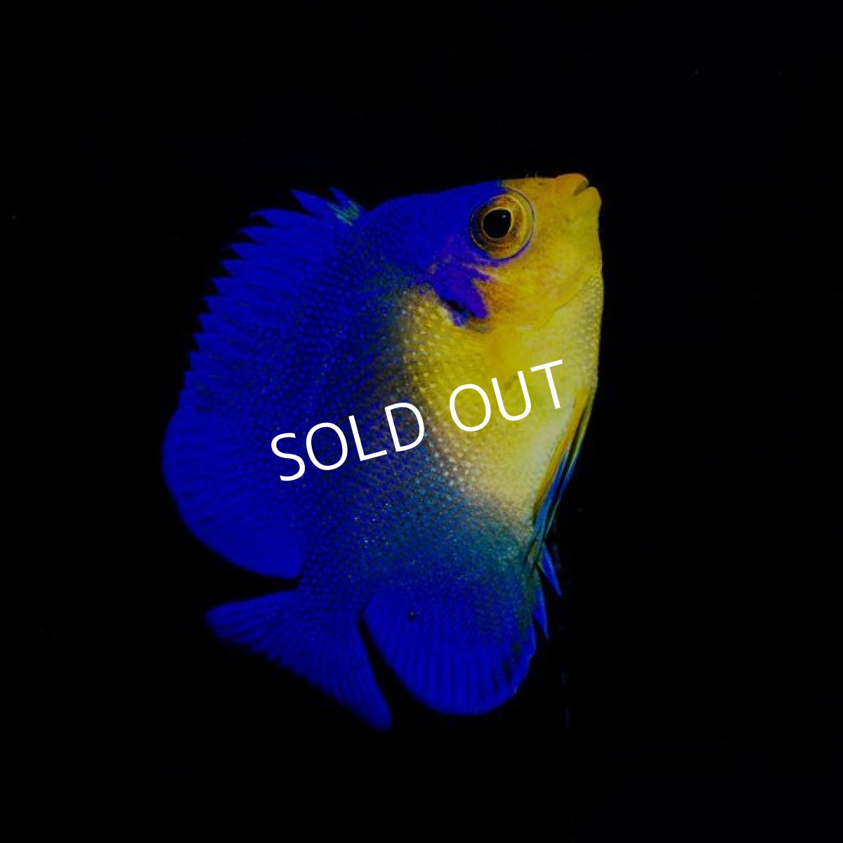 画像2: スミレヤッコ M 八重山産 No.2 (2)