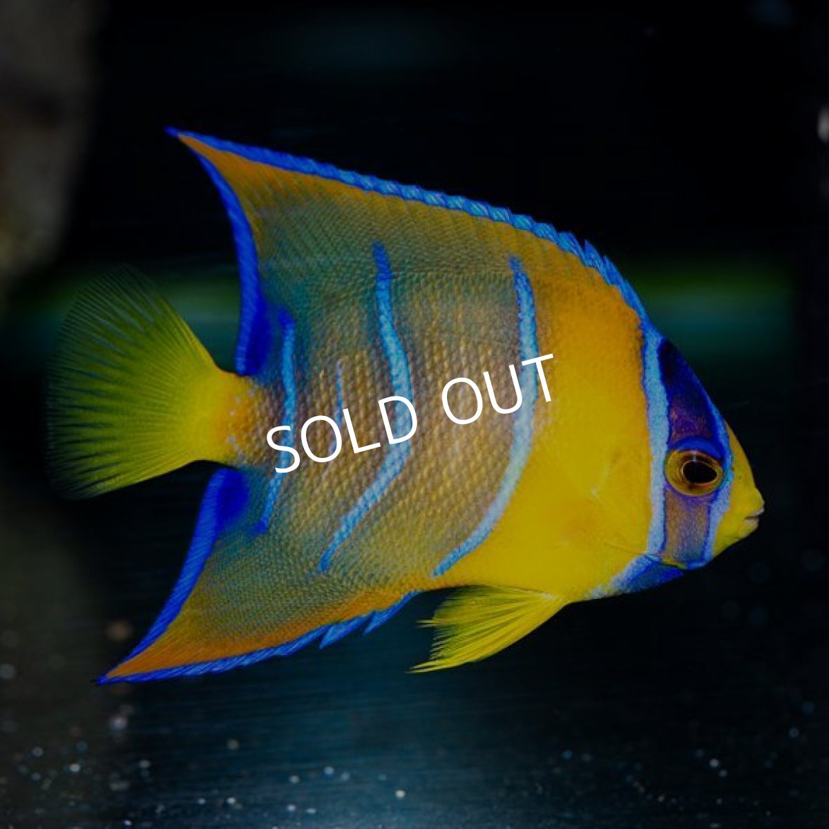 画像3: クイーンエンゼル SM ブラジル (3)