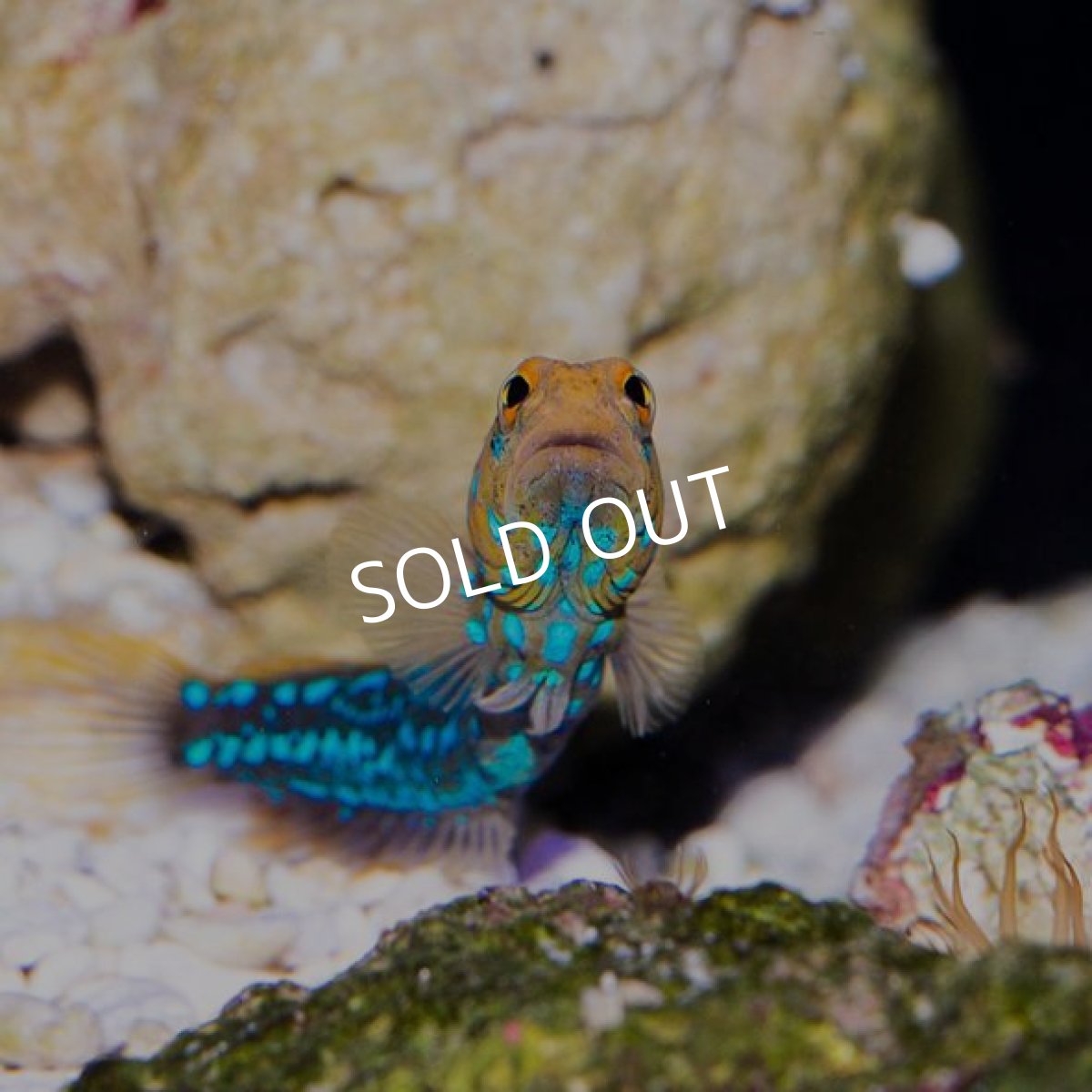 画像3: ブルースポッテッドジョーフィッシュ (3)