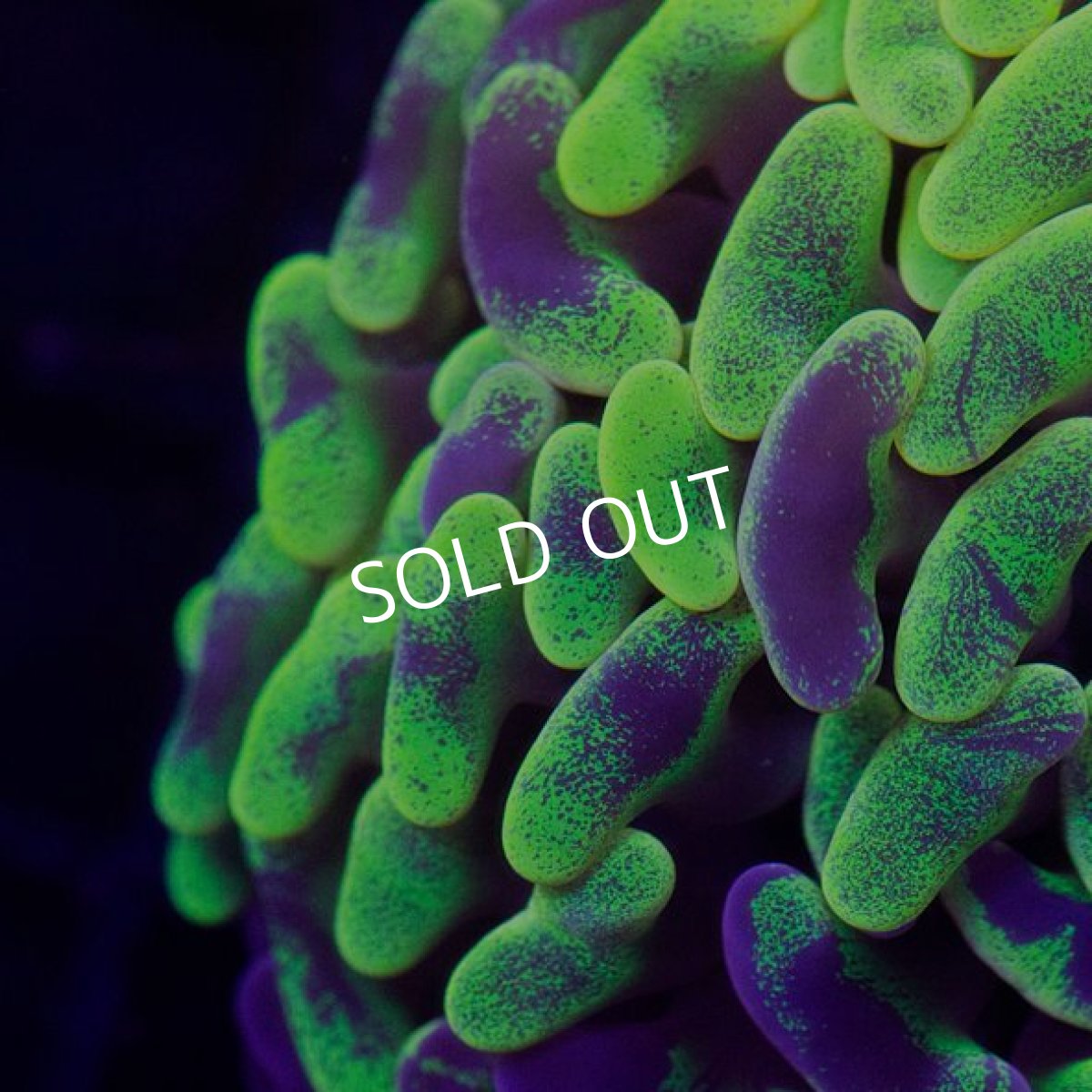 画像2: ■SALE■ IF ナガレハナ CUSTUM RARE S-size No.1 (2)