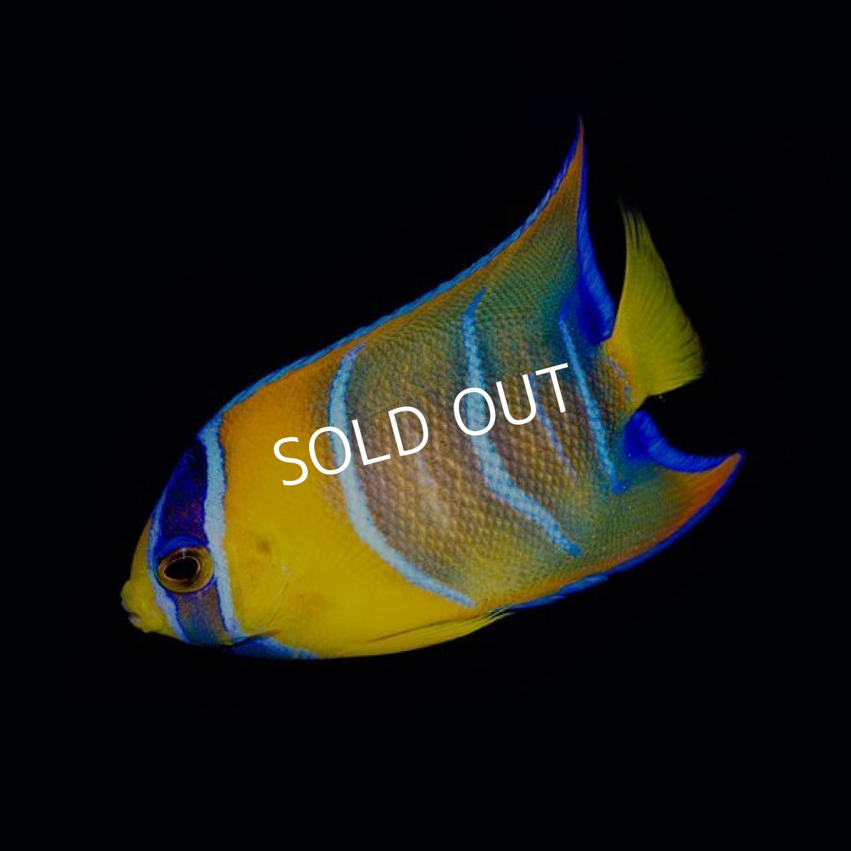 画像2: クイーンエンゼル SM ブラジル (2)