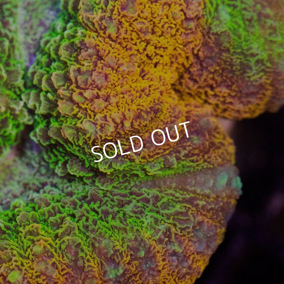 画像2: IF ハナガタ No.4 (2)