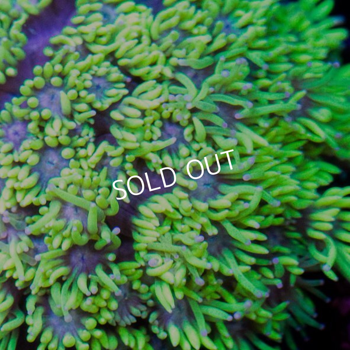 画像2: IF ハナガサ Green No.3 (2)