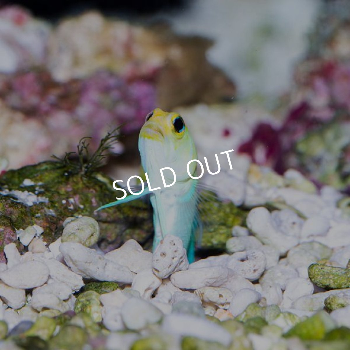 画像2: イエローヘッドジョーフイッシュ M (2)