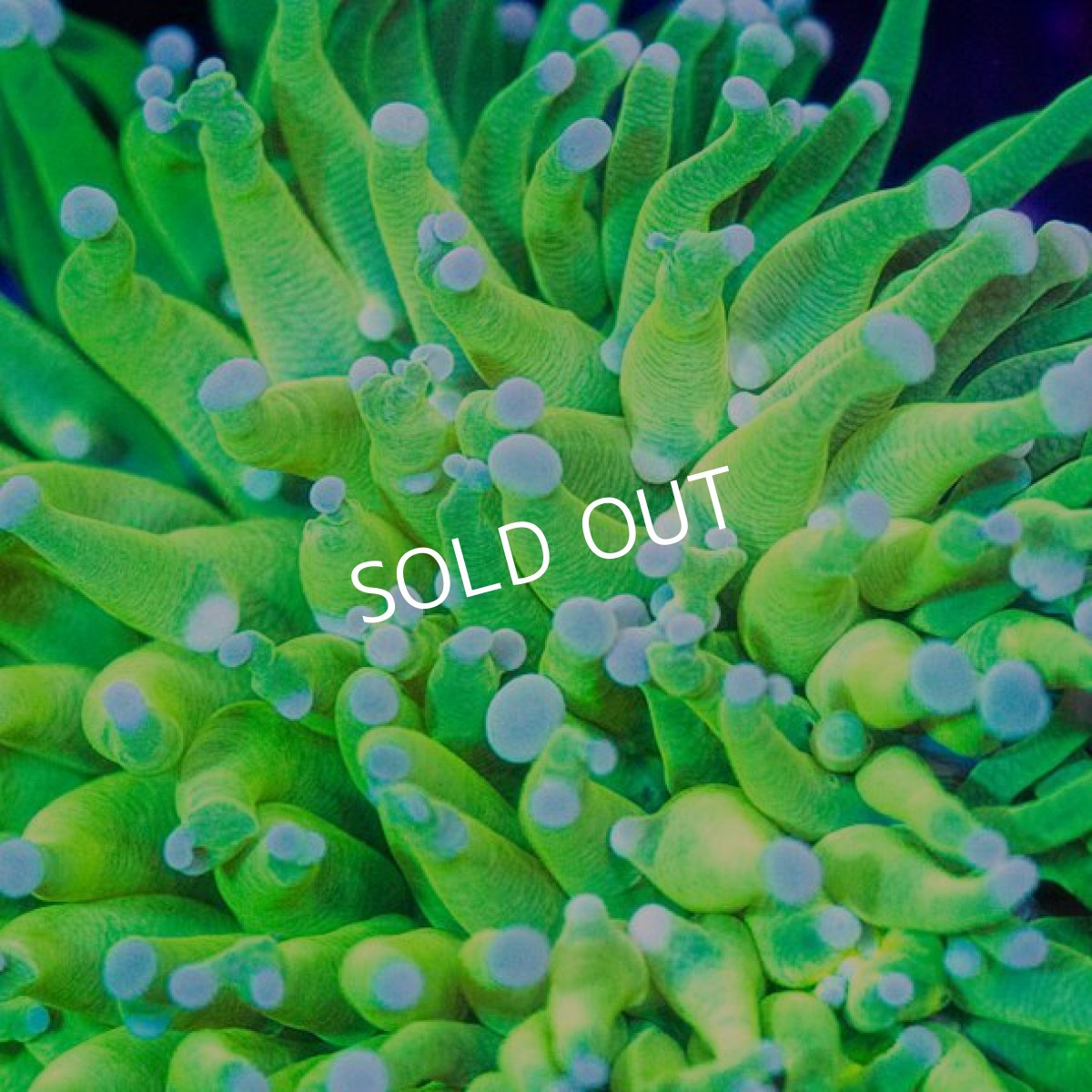 画像2: IF Green Torch (2)