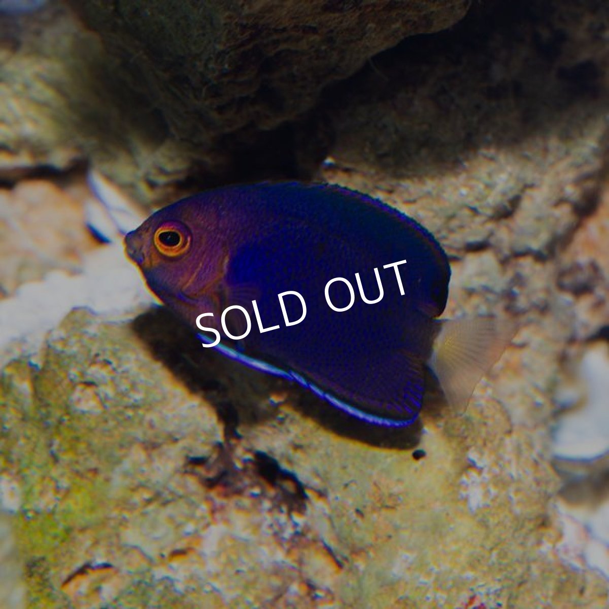 画像2: チャイロヤッコ 伊豆産 (2)