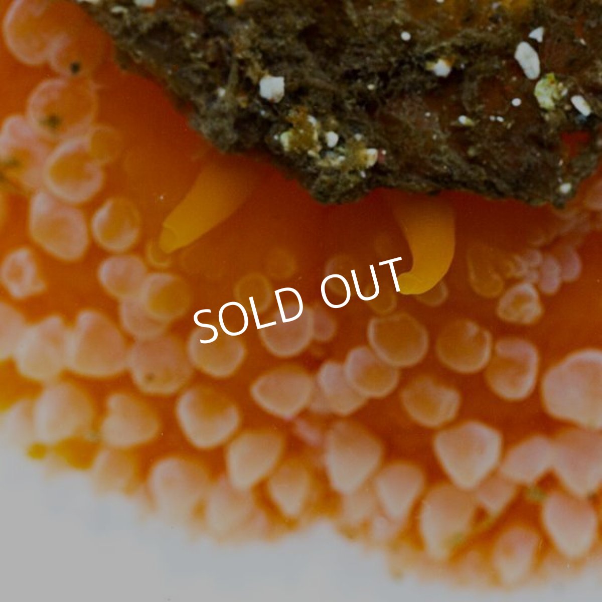 画像2: ヒトエガイ　オレンジ (2)