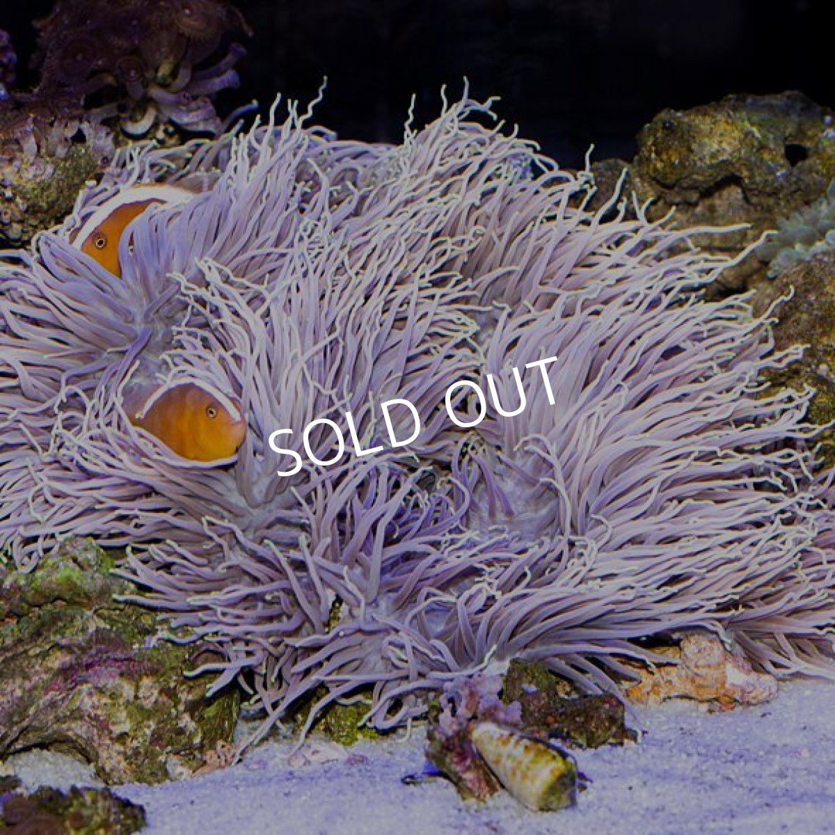 画像2: シライトイソギンチャク ロング イエローチップ 沖縄 (2)