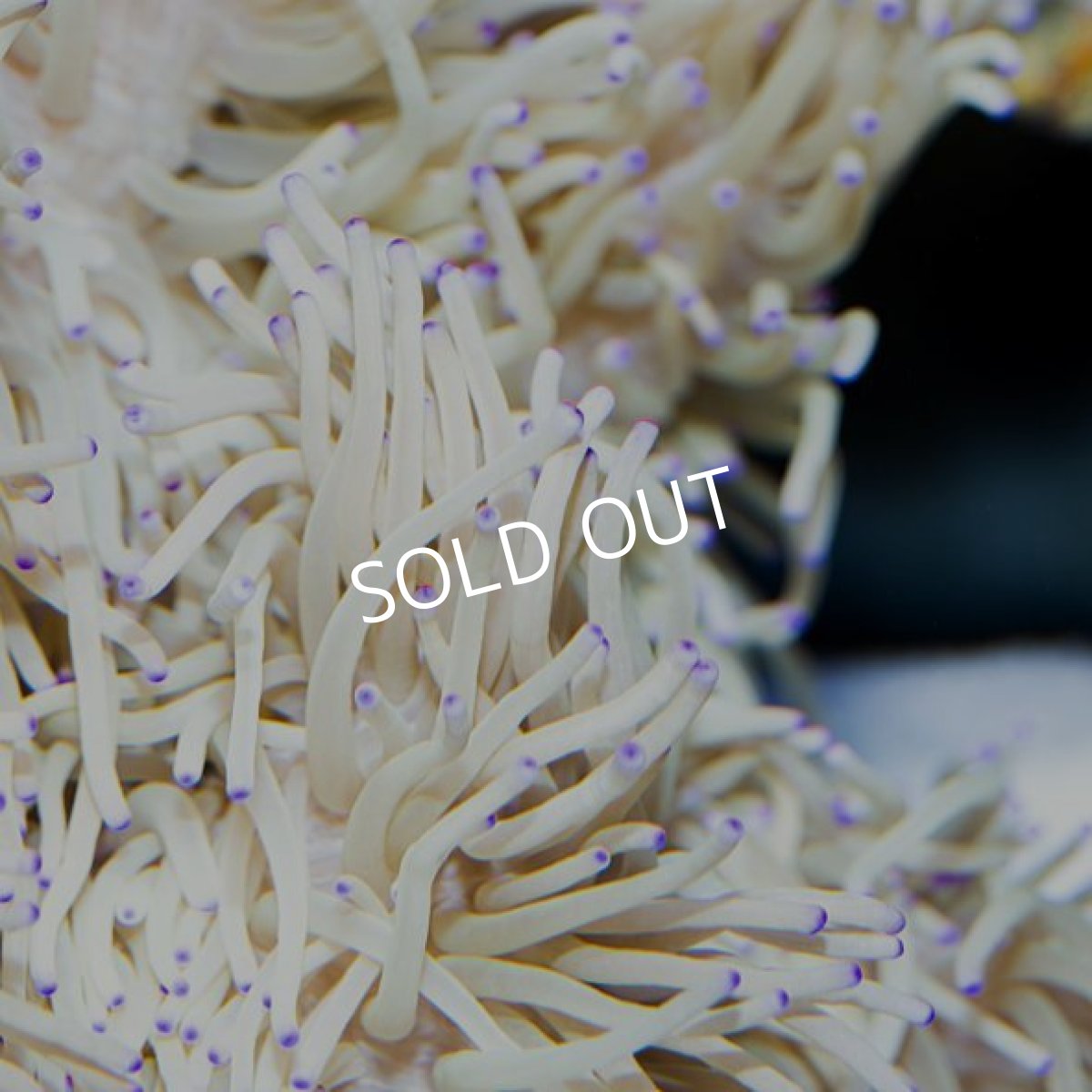 画像2: シライトイソギンチャク  (2)