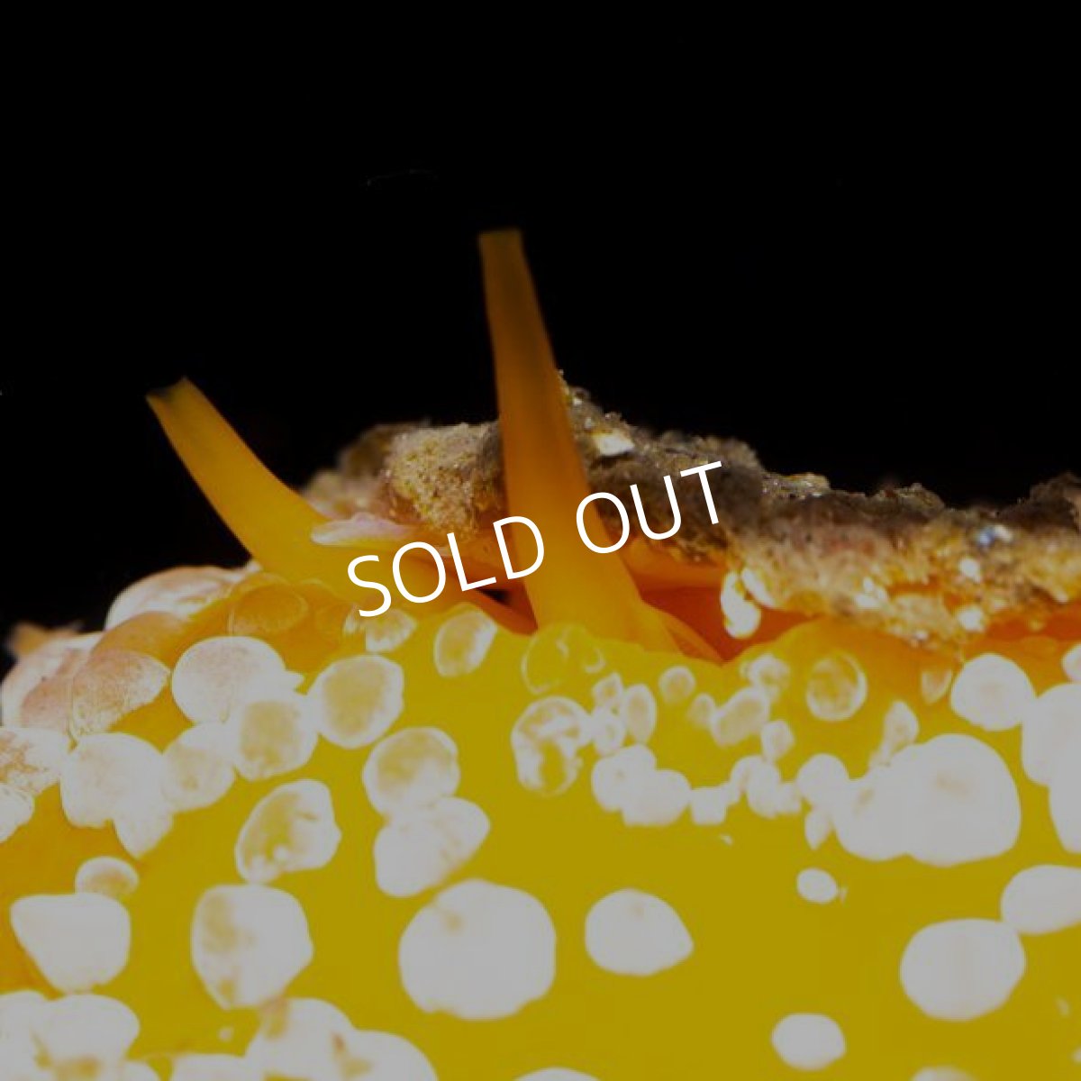 画像3: ヒトエガイ　オレンジ (3)