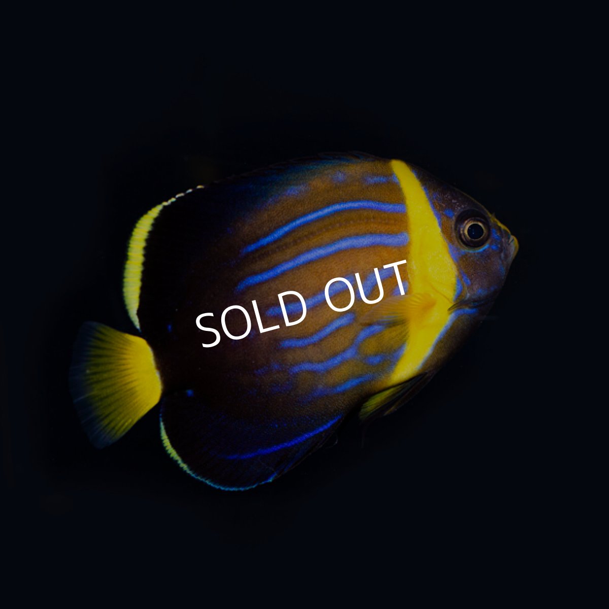 画像2: ▫️SALE▫️キンチャクダイ 幼魚 近海 (2)