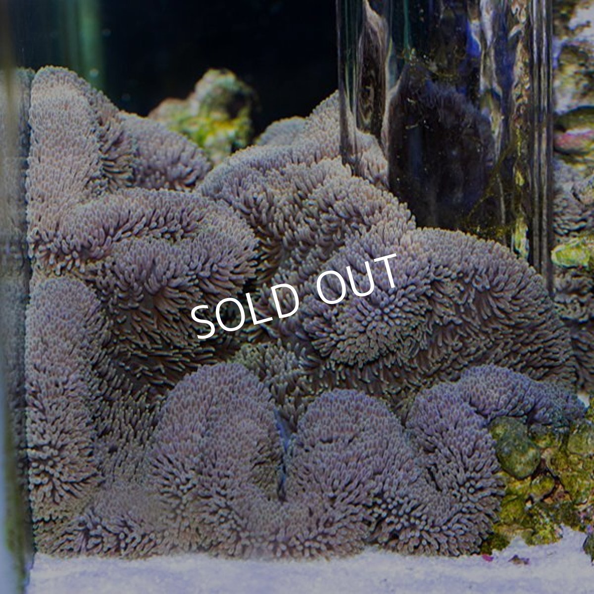 画像2: ハタゴイソギンチャク 八重山産 (2)