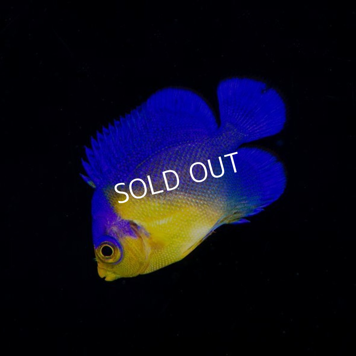 画像2: スミレヤッコ S 八重山産  (2)