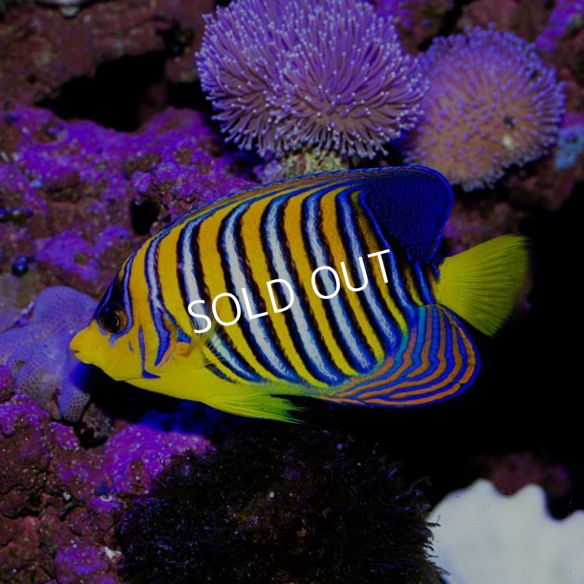 画像3: ニシキヤッコ　紅海 (3)