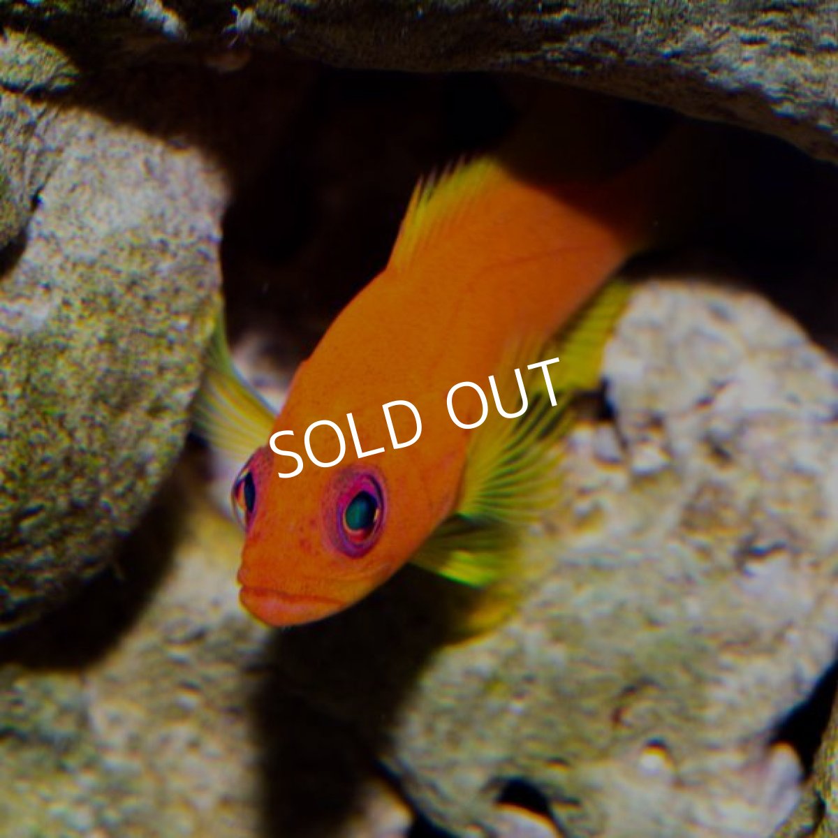 画像2: ユカタハタ？　幼魚　伊豆産　 (2)