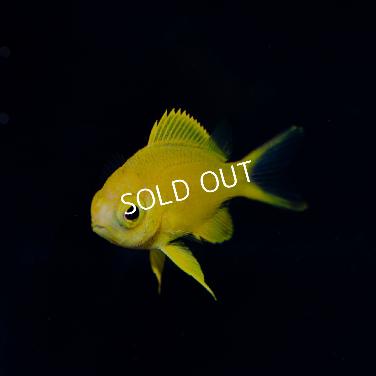 画像3: コガネスズメダイ 幼魚 伊豆産 (3)