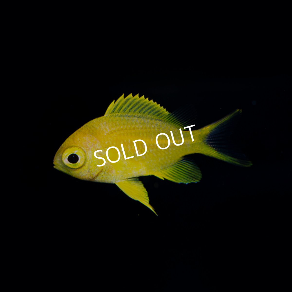 画像2: コガネスズメダイ 幼魚 伊豆産 (2)