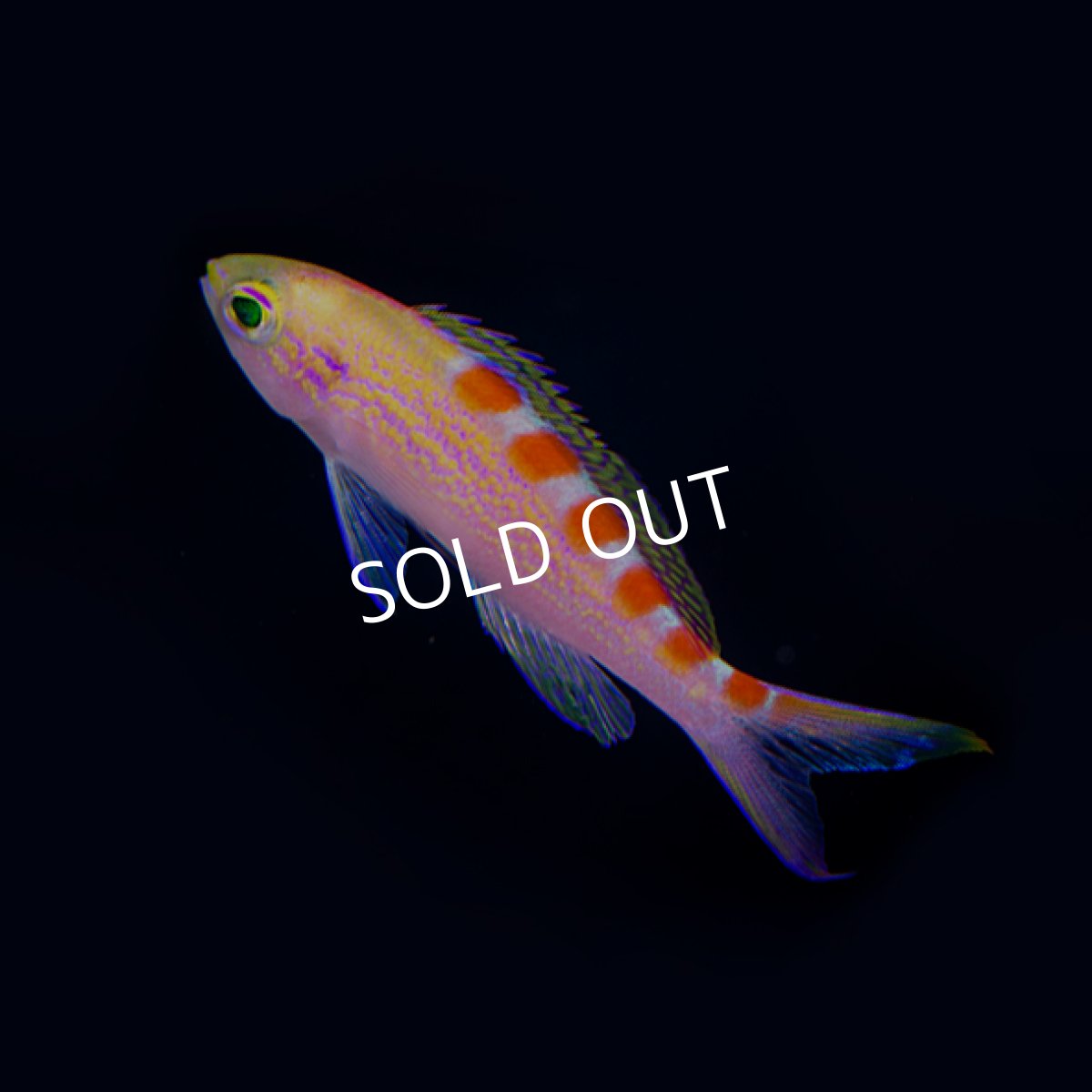 画像2: アサヒハナゴイ (2)