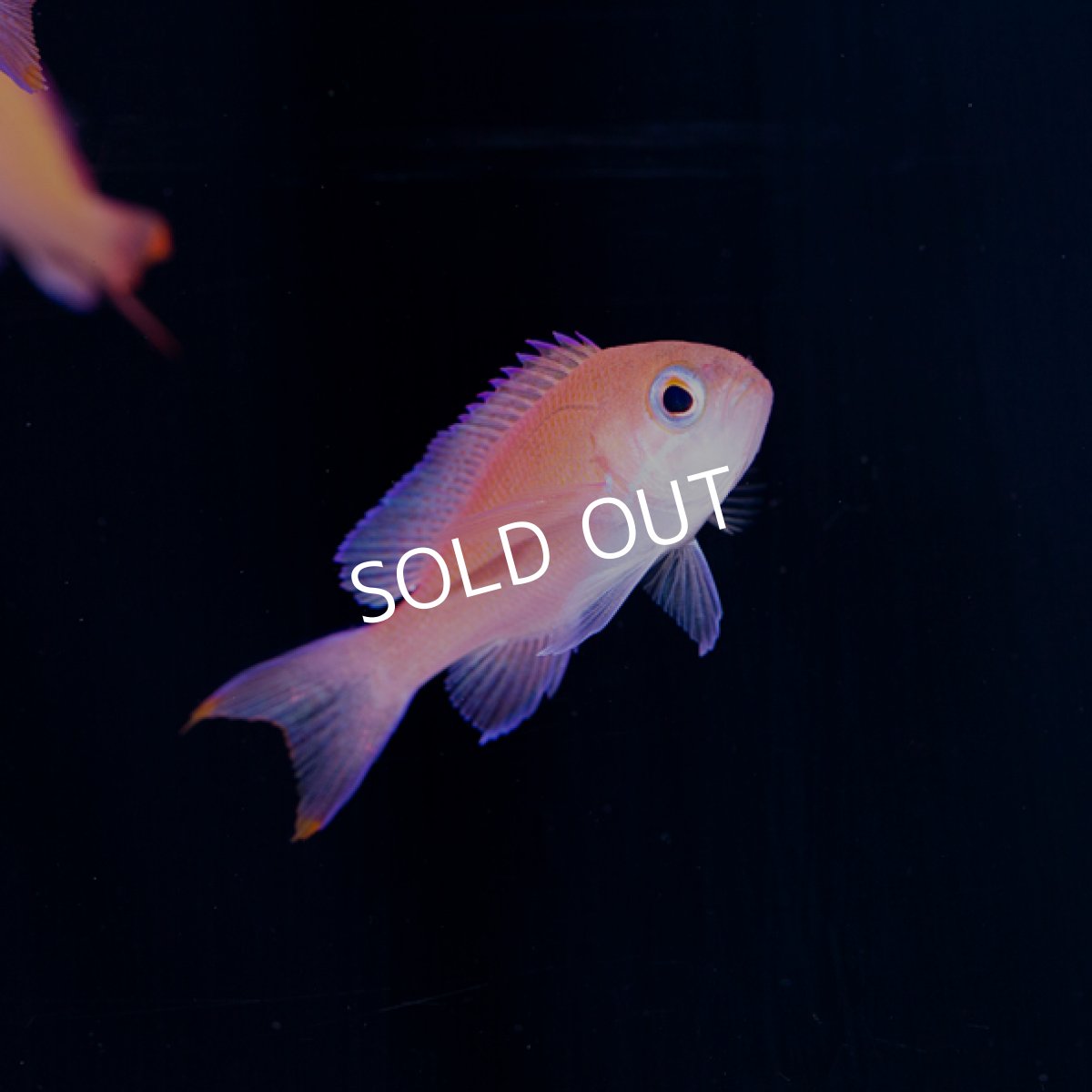 画像2: ▫️SALE▫️アカオビハナダイ 幼魚 伊豆産  (2)