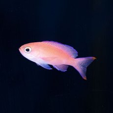 画像1: ▫️SALE▫️アカオビハナダイ　幼魚　伊豆産　 (1)