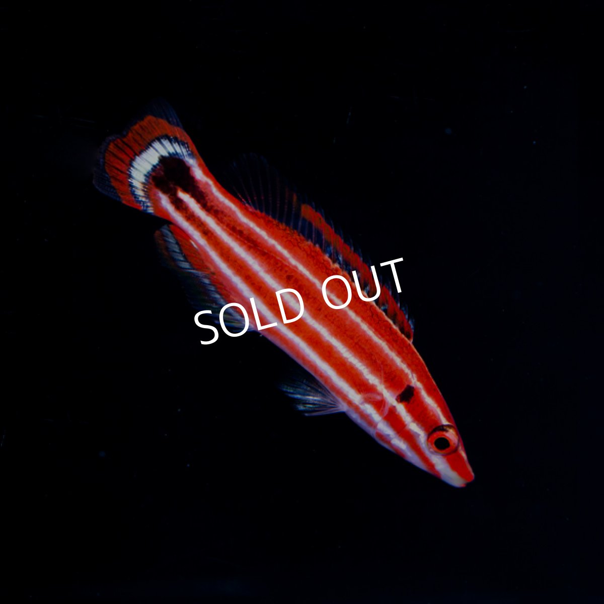 画像2: ペパーミントラス (2)