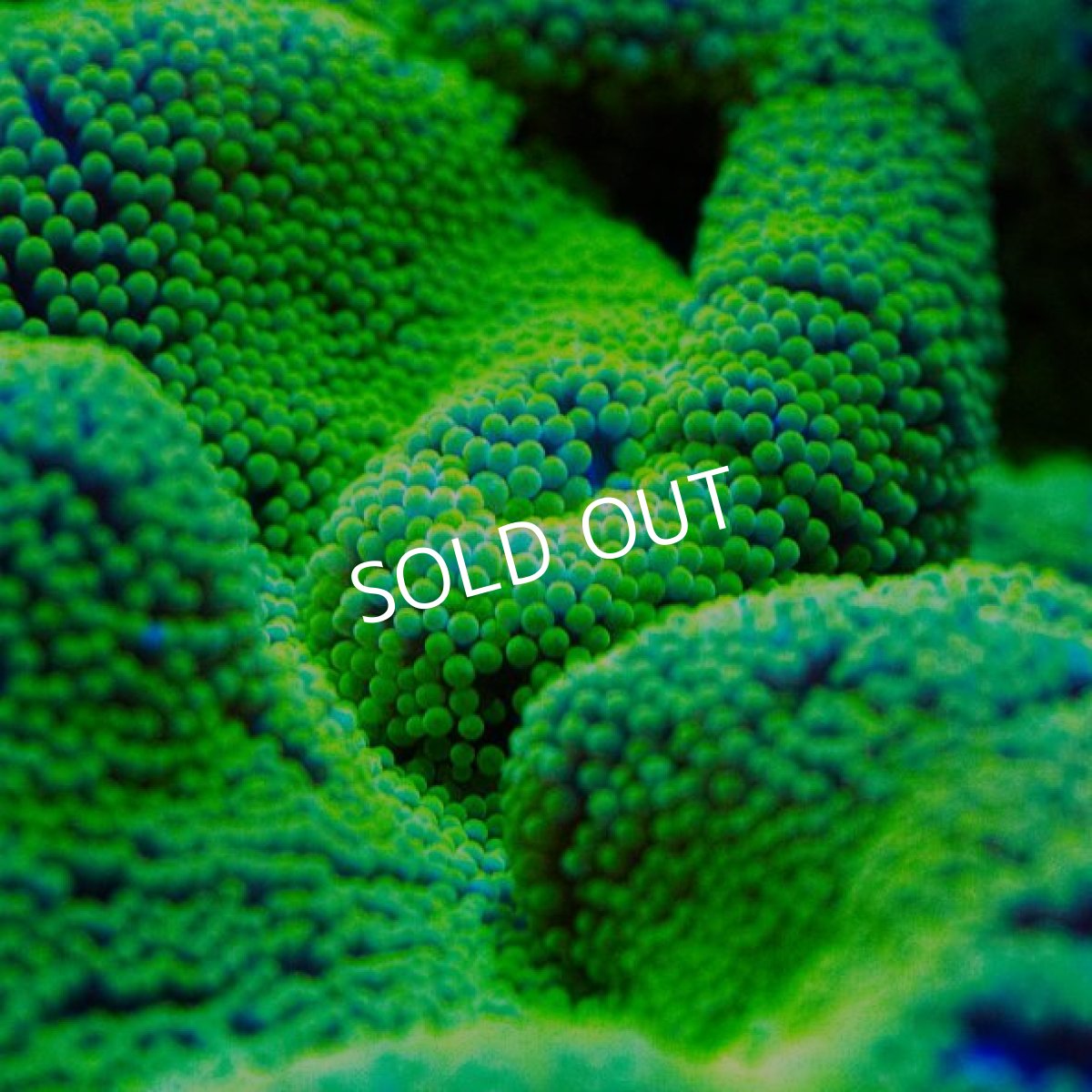 画像3: イボハタゴイソギンチャク　メタリックグリーン (3)