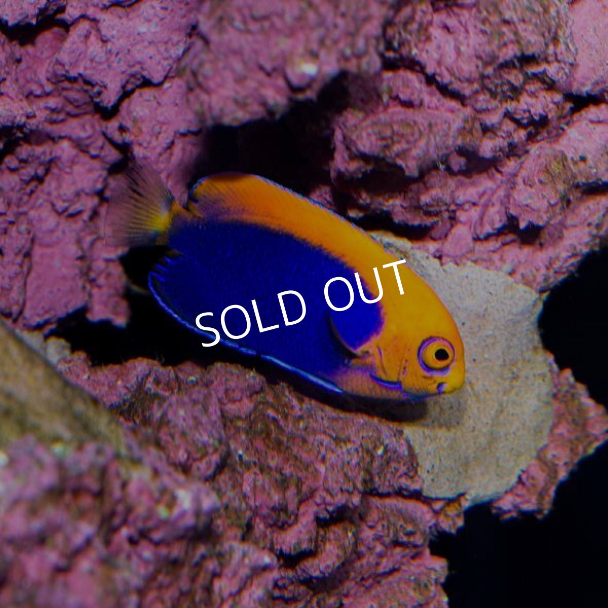 画像2: ▫️SALE▫️アフリカンフレームバックエンゼル (2)