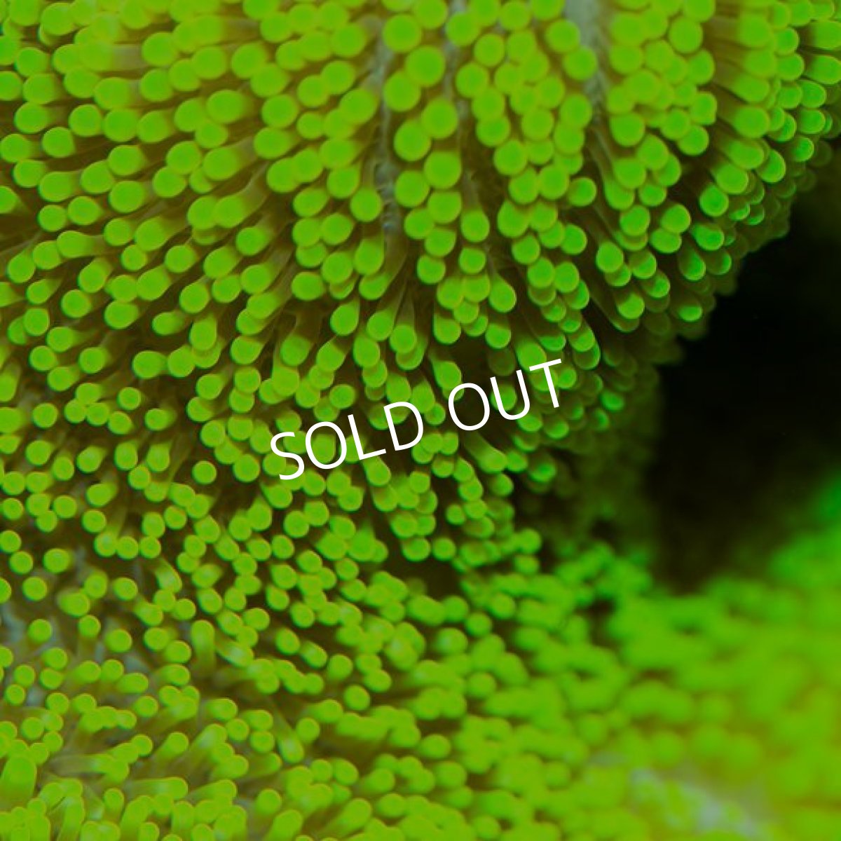 画像5: イボハタゴイソギンチャク　メタリックグリーン (5)